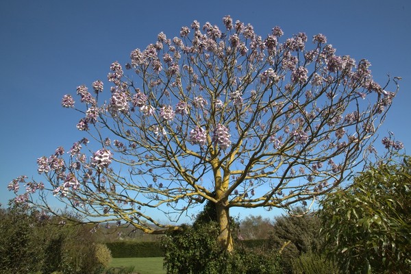 The rediscovery of the Paulownia tree