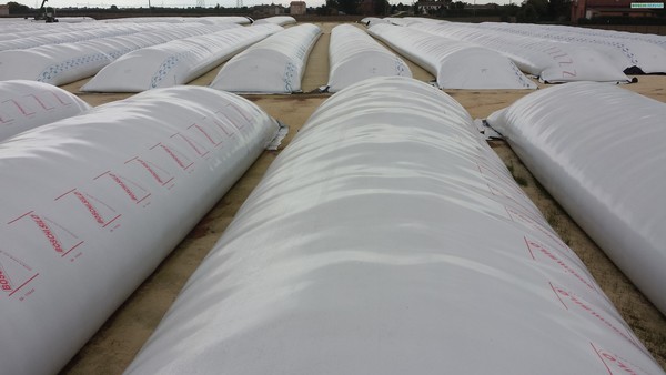 Kiwi Intolerable furrow Trench or silo bags: two silage options